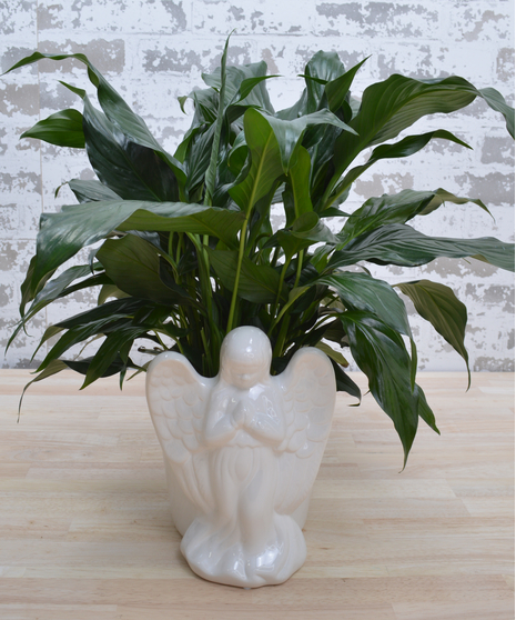 Angel Peace Lily