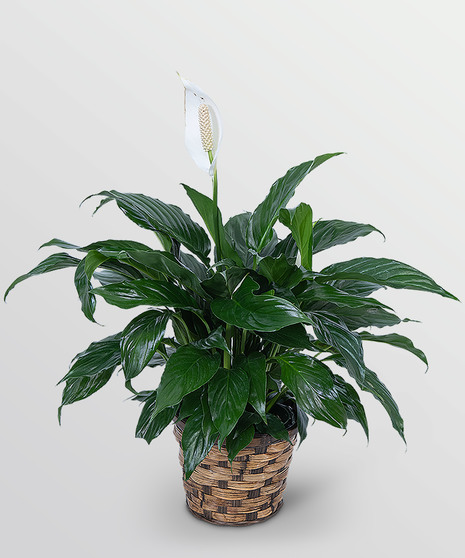 Peace Lily Plant - In Basket