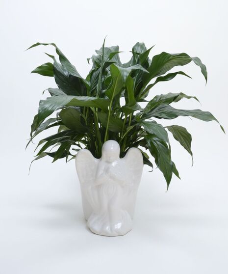 Angel Peace Lily