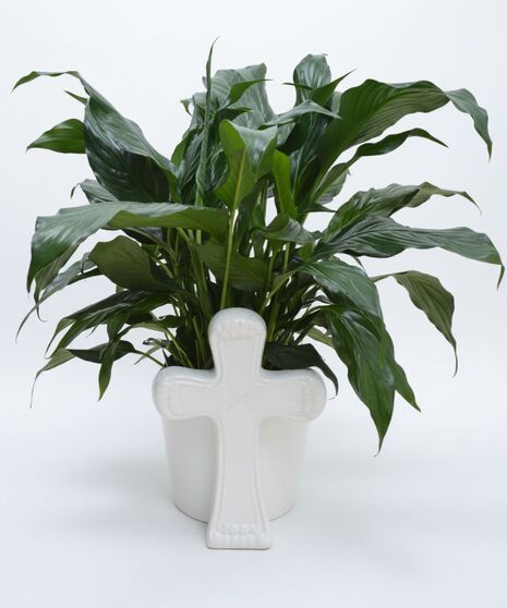 Cross Peace Lily