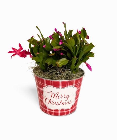 Christmas Cactus