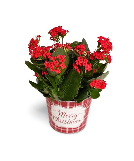 Holly Jolly Kalanchoe