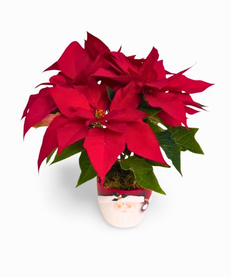 Jolly Joy Poinsettia