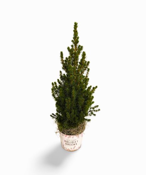 Merry Mini Spruce