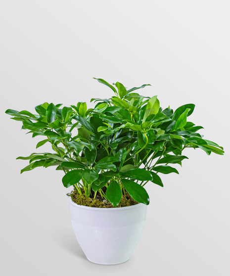 Arboricola Plant in Ceramic