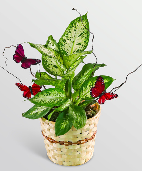 Butterfly Kisses Dieffenbachia Plant