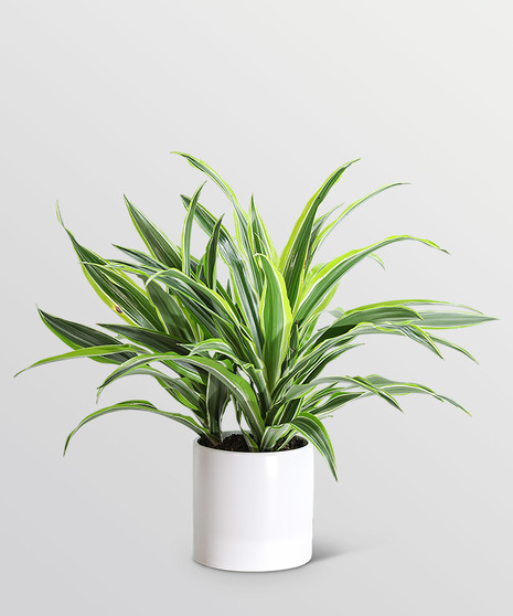 Dracaena Lemon Lime Plant
