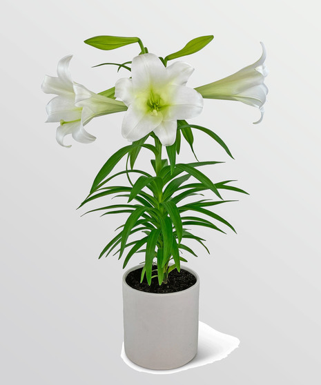Easter Lily Plant