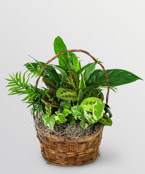 Evergreen Oasis Dish Garden