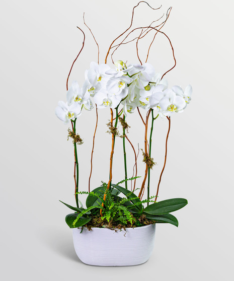 Fifth Avenue Triple Orchid