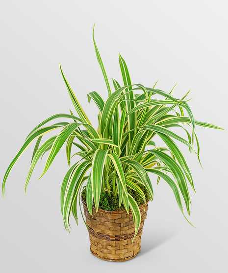 Flax Lily Plant in Basket