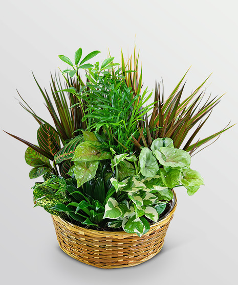 Basket Dish Garden