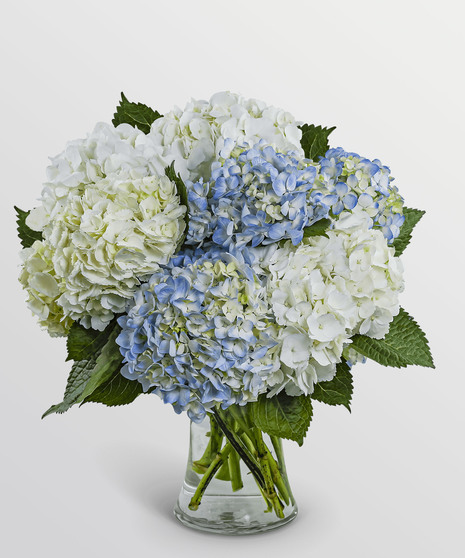 Lovely Lush Hydrangea