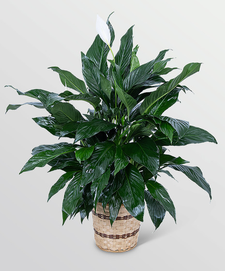 Medium Peace Lily Plant