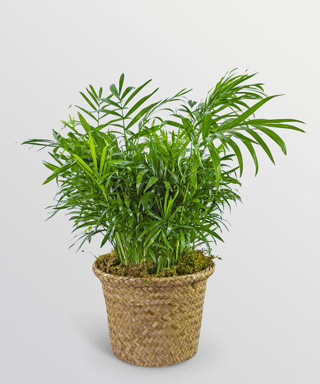 Palm Plant in Basket