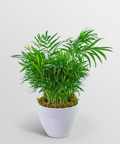 Palm Plant in Ceramic