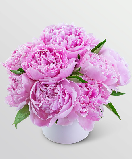 Peony Paradise