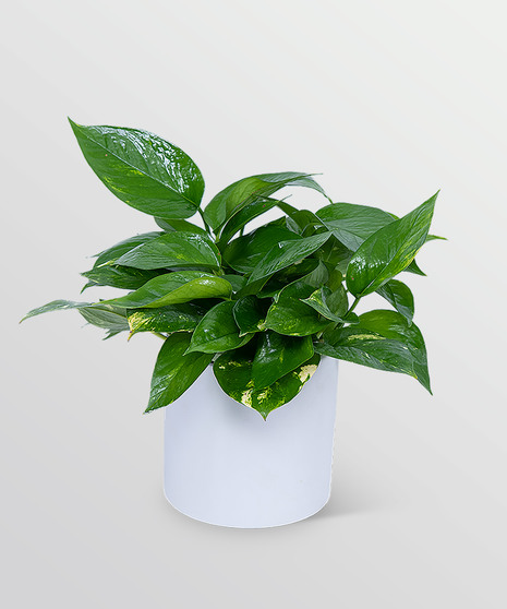 Pothos Plant