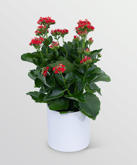 Red Kalanchoe Plant