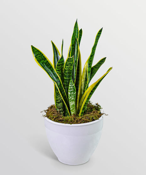 Snake Plant in Ceramic