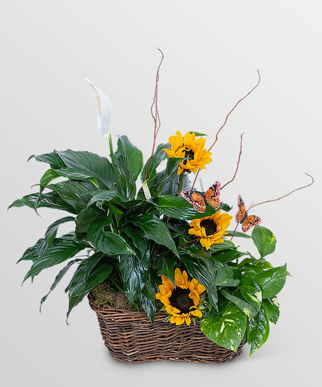 Sunshine and Butterflies