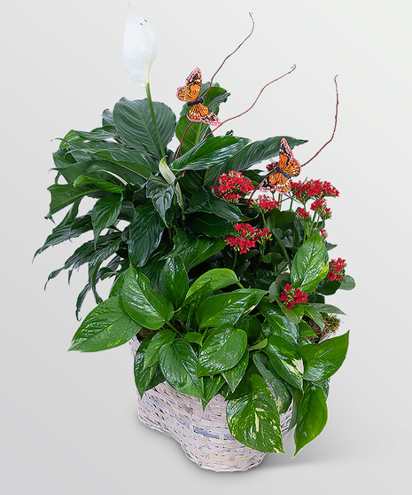 Verdant Basket with Butterflies