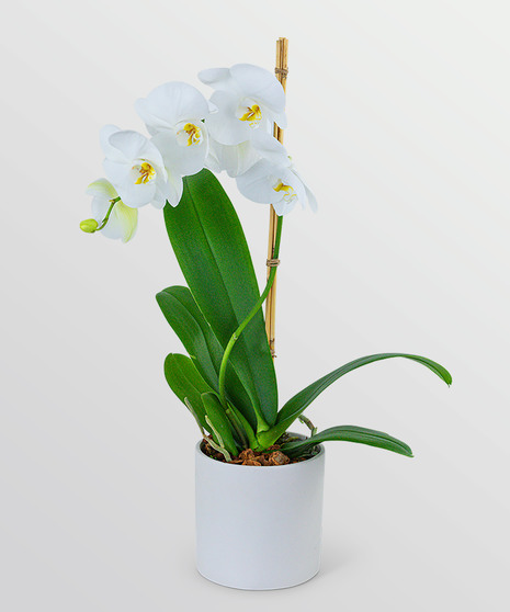 White Orchid Plant